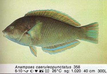 Anampses caeruleopunctatus